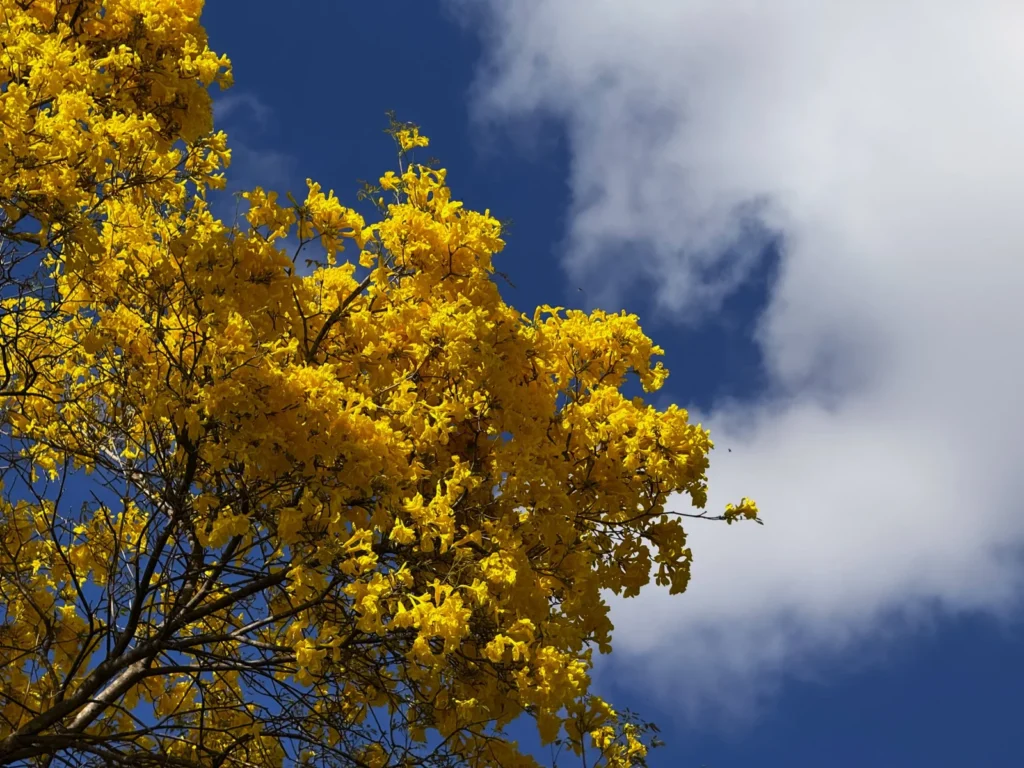 Setembro Amarelo: a necessidade de políticas públicas para prevenção ao suicídio no Piauí