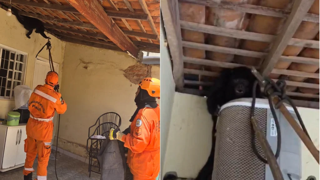 Bombeiros resgatam macaco-capelão em Corrente, Piauí