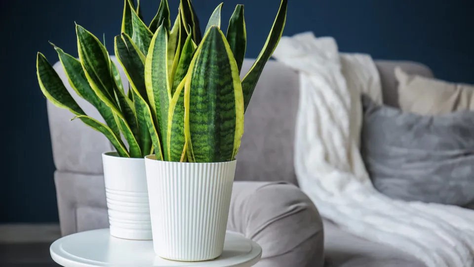 Cinco plantas resistentes que requerem poucos cuidados