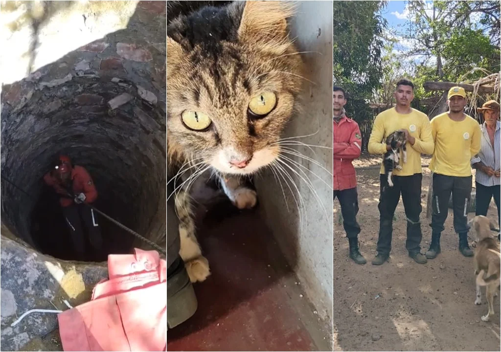 Gato desaparecido há 15 dias é resgatado de poço em Pedro II, Piauí