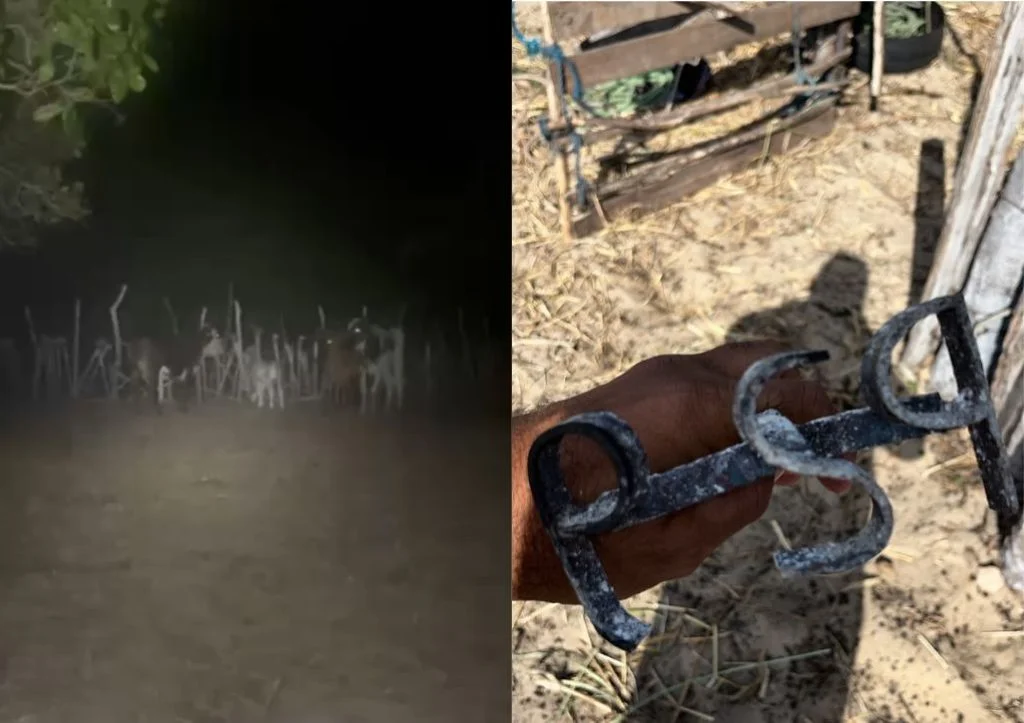 Polícia prende dupla suspeita de furto de gado em Parnaíba e recupera 22 bois