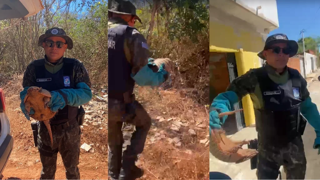 Polícia resgata tatu encontrado em residência em Parnaíba