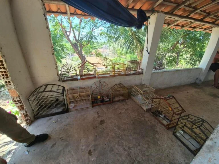 Resgate de aves silvestres em Ilha Grande: doze pássaros são libertados