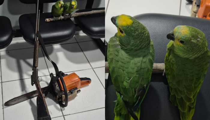 Papagaios e materiais apreendidos (Foto: Ascom Semarh)