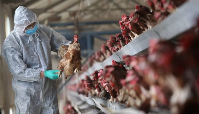 2021-07-06t172247z_1_lynxnpeh6512c_rtroptp_4_health-birdflu-china.webp.jpeg