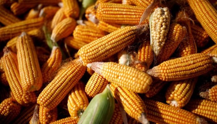 2025-05-16T113459Z_1_LYNXMPEL4F0G9_RTROPTP_3_GLOBAL-GRAINS-AGRICULTURE.jpg