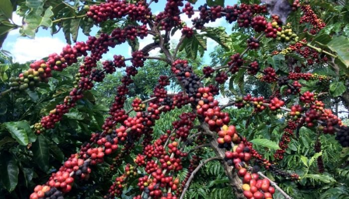 Café (Foto: Reuters)