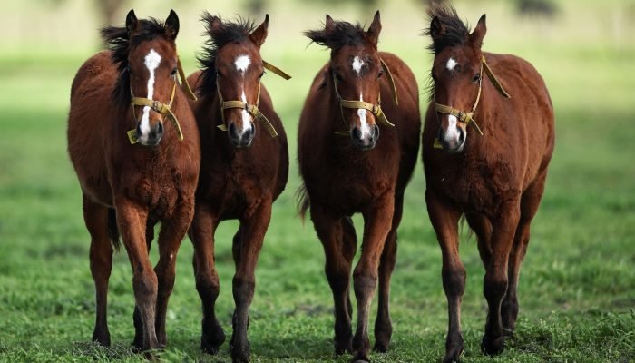 Cavalos-transgenicos-Argentina.jpg