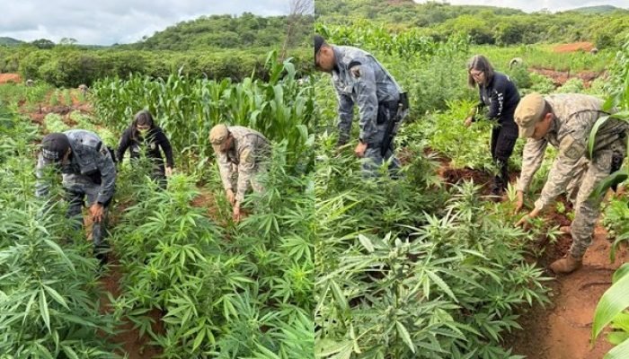 Plantação de maconha descoberta no Piauí (Foto: reprodução/ SSP-PI)