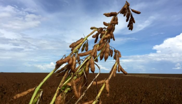 Plantação de soja em fazenda de São Desidério, na Bahia - 21/03/2018 (Foto: REUTERS/Roberto S...