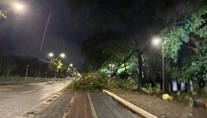 Árvore caída na Avenida Marechal Castelo Branco bloqueia ciclovia. (Foto: Júlio Costa / TV Clube)