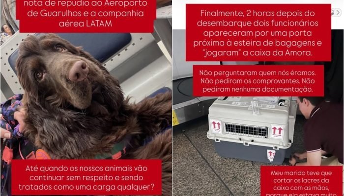 Cadela Amora. (Foto: montagem / ClubeNews)