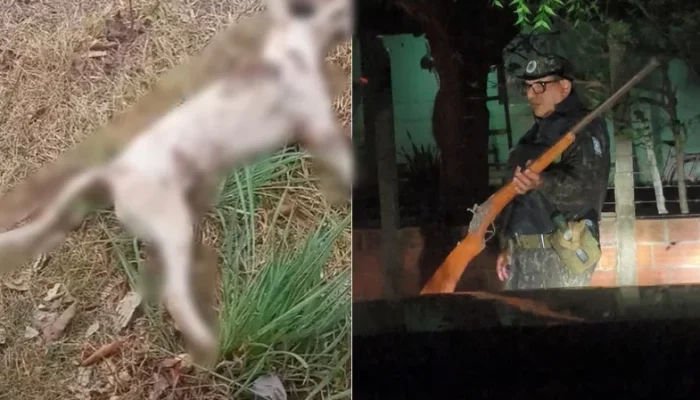 Cães são baleados em Nazária; um morreu e outro desapareceu