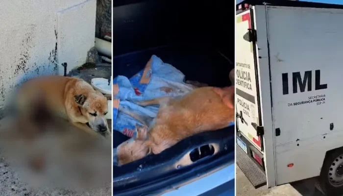 Cão Aurélio morre após resgate em Teresina; tutor é autuado por maus-tratos