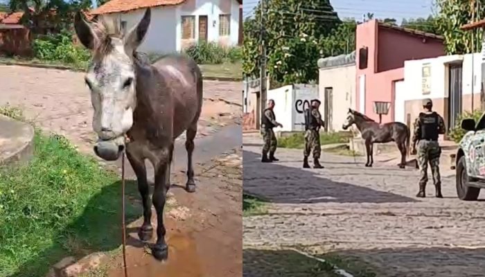 O caso é tratado como maus-tratos e foi denunciado por moradores da região.