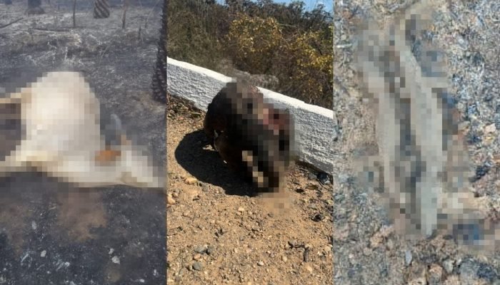 Animais morrem carbonizados em incêndio (Foto: Reprodução)