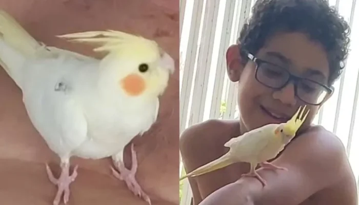 Família busca calopsita desaparecida que faz parte da rotina de criança autista em Teresina