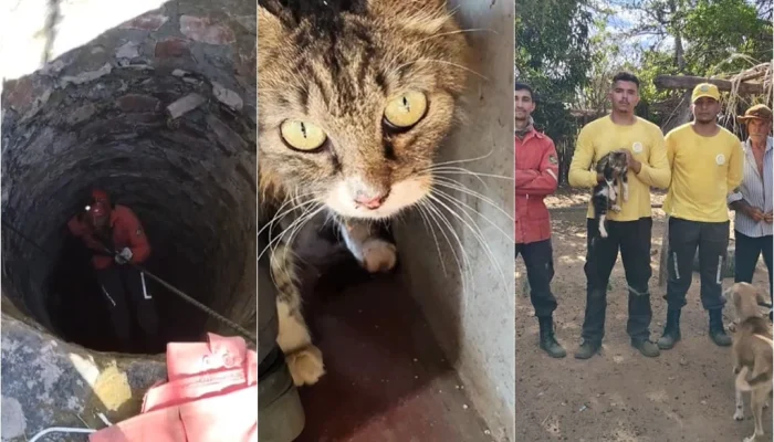Gato desaparecido há 15 dias é resgatado de poço em Pedro II, Piauí