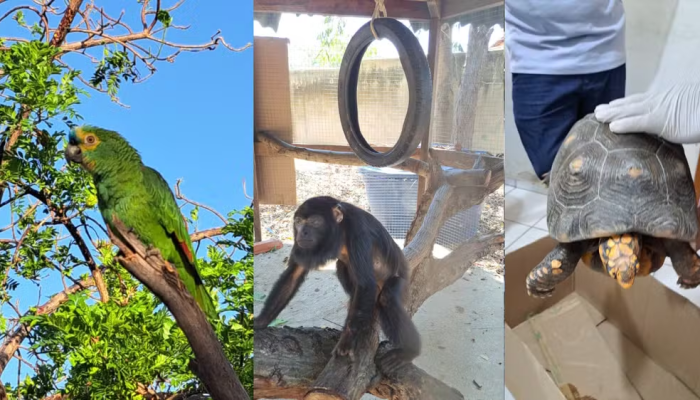 Aves, macacos e jabutis são os animais silvestres mais resgatados em áreas urbanas no Piauí, d...