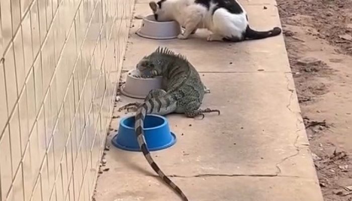 Iguana se alimenta ao lado de gatos e surpreende no campus da UFPI em Teresina