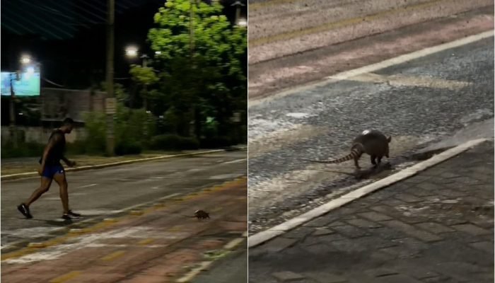 Corredores salvam tatu em Teresina durante treino na madrugada