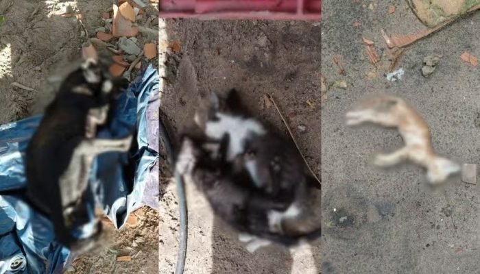 Polícia investiga envenenamento de 27 animais em Parnaíba