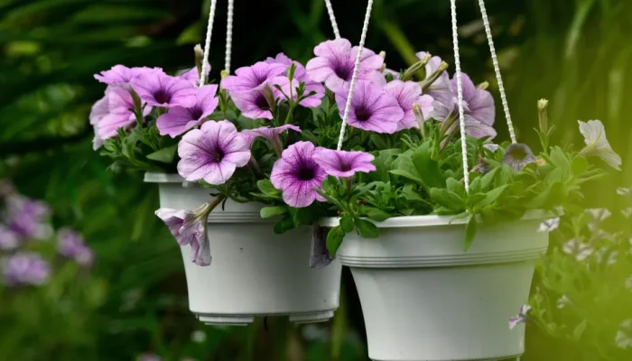 Cinco dicas para fazer suas plantas florescerem mais