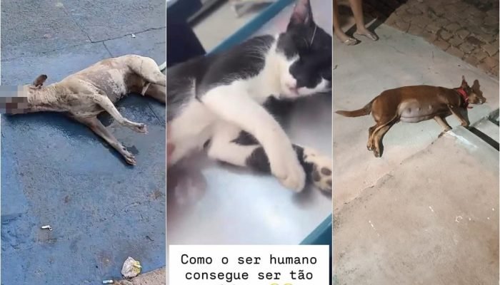 Santa Cruz do Piauí registra mortes de animais com suspeita de envenenamento