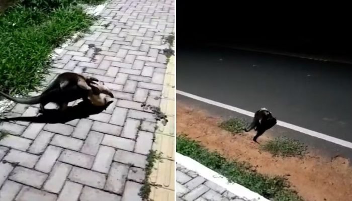Filhote de tamanduá atravessa rodovia nas costas da mãe no Piauí