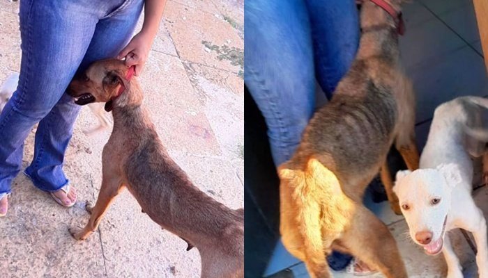 Cadela e filhotes são resgatados após abandono em Teresina