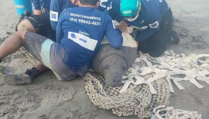 Peixe-boi fêmea é resgatada em Luís Correia após monitoramento no Rio Grande do Norte