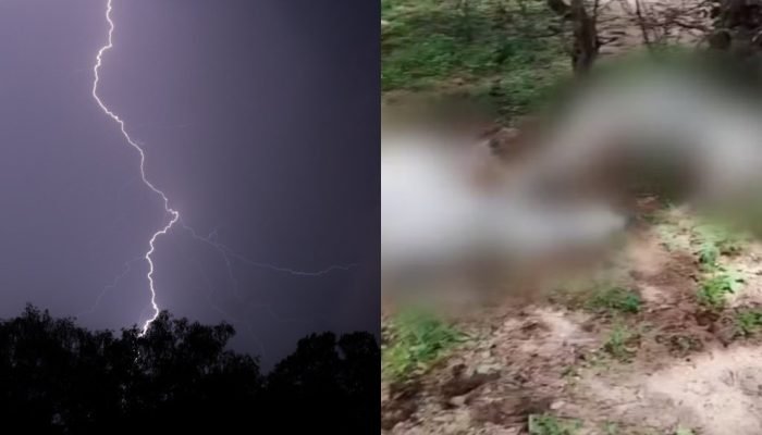 Raio causa a morte de oito bovinos e prejuízo de R$ 25 mil em Jaicós