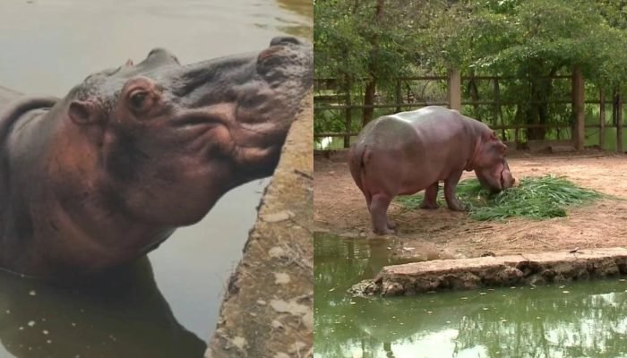 Morre Potinha, hipopótamo do Zoobotânico de Teresina, aos 35 anos
