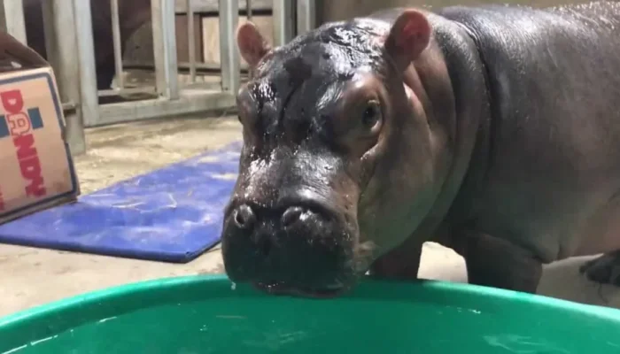 Filho de bilionário indiano propõe acolher hipopótamos de Pablo Escobar