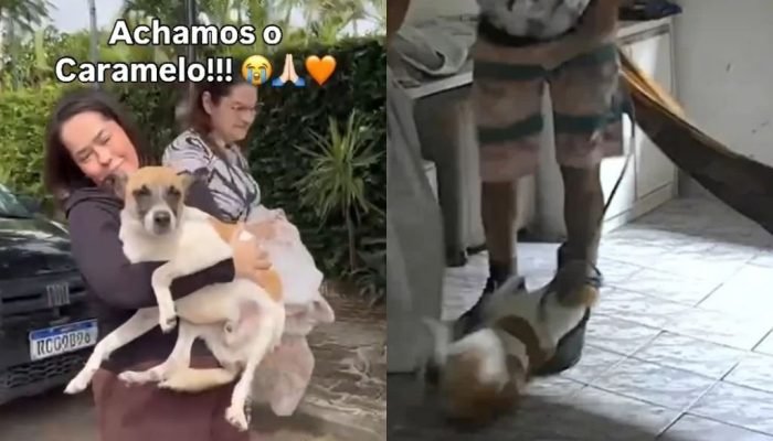 Cachorro Caramelo é resgatado após abandono e agressões em Teresina