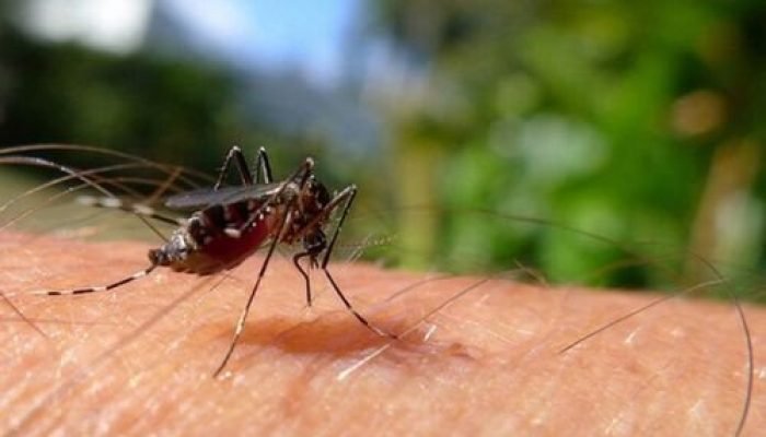 Aumento de 240% nos casos de dengue em Simplício Mendes acende alerta