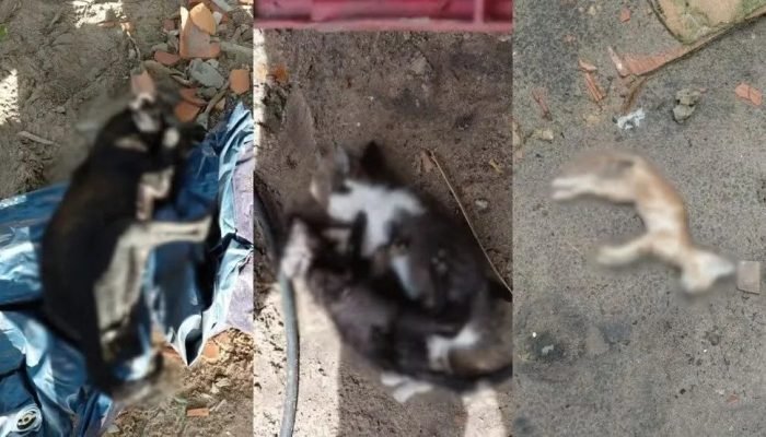 Tragédia em Parnaíba: 32 animais morrem por envenenamento em abril