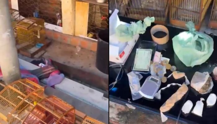 Polícia resgata galos de rinha e aves silvestres em Regeneração; duas prisões efetuadas