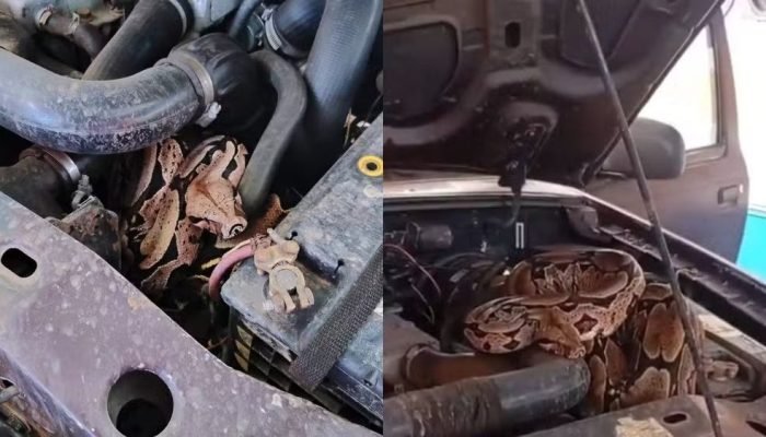Jiboia de quase 2 metros é resgatada de motor de carro em Pedro II