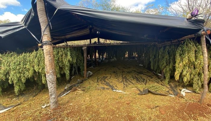 Polícia Federal desmantela plantação de maconha com energia solar no Piauí