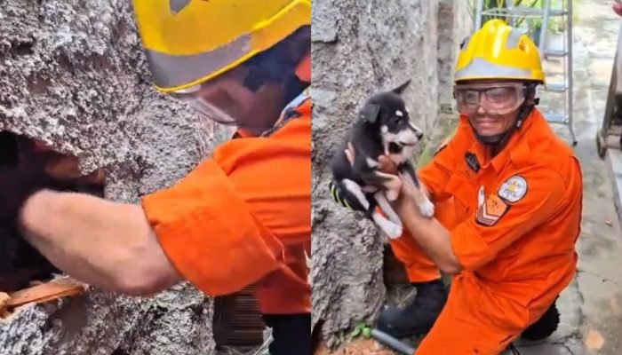 Filhote de cachorro é resgatado por bombeiros após ficar preso em Parnaíba