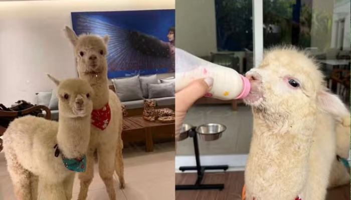 Alpacas são criadas em condomínio de Teresina com cuidados especiais