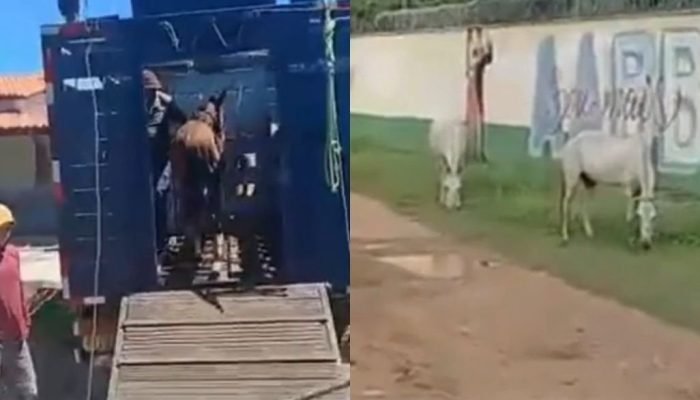 PRF realiza operação e recolhe 41 animais soltos em Luís Correia