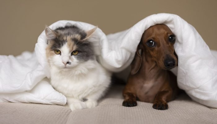 Castramóvel realiza atendimentos gratuitos para pets na zona Sul de Teresina