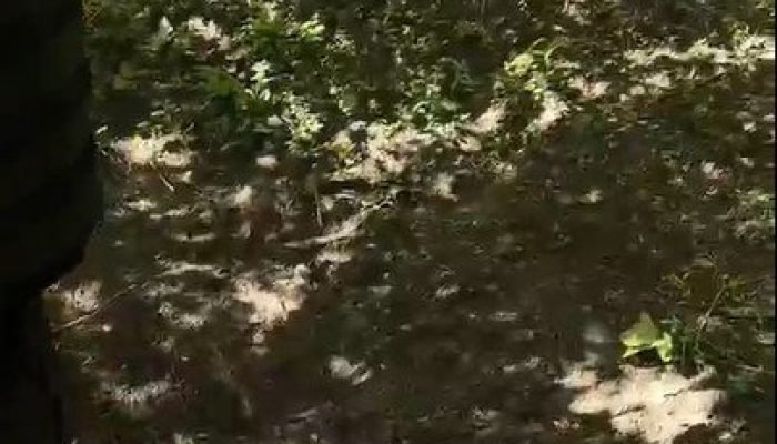 Corpo de adolescente desaparecido é encontrado em Buriti dos Lopes, Piauí