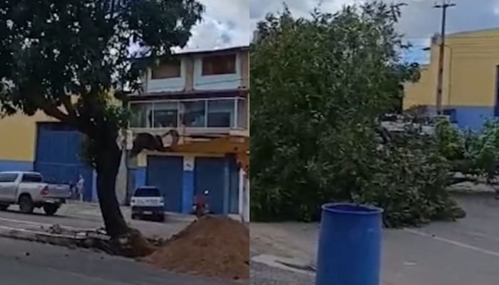 Obras em Parnaíba geram polêmica pela retirada de árvores em canteiros centrais