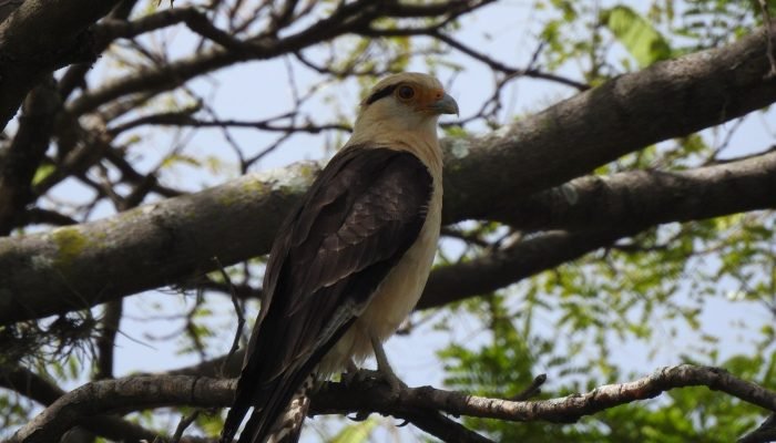 Estudo revela 115 espécies de aves em Teresina e destaca importância das áreas verdes