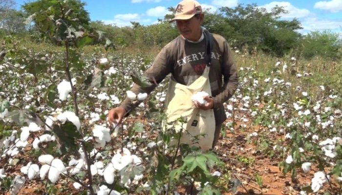 Algodão agroecológico transforma vidas no Sul do Piauí com práticas sustentáveis