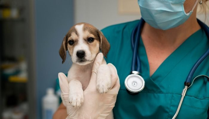 Castramóvel oferece vagas para médico e auxiliar veterinário no Piauí com salários de até R$ 5,6 mil