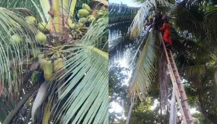 Gato é resgatado após ficar preso em coqueiro de 10 metros no Sul do Piauí